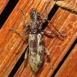 Derolus arciferus